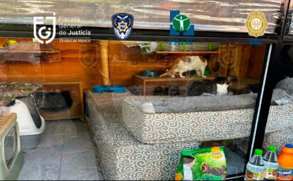 Animales rescatados de refugio en la Benito Juárez. Foto: Especial