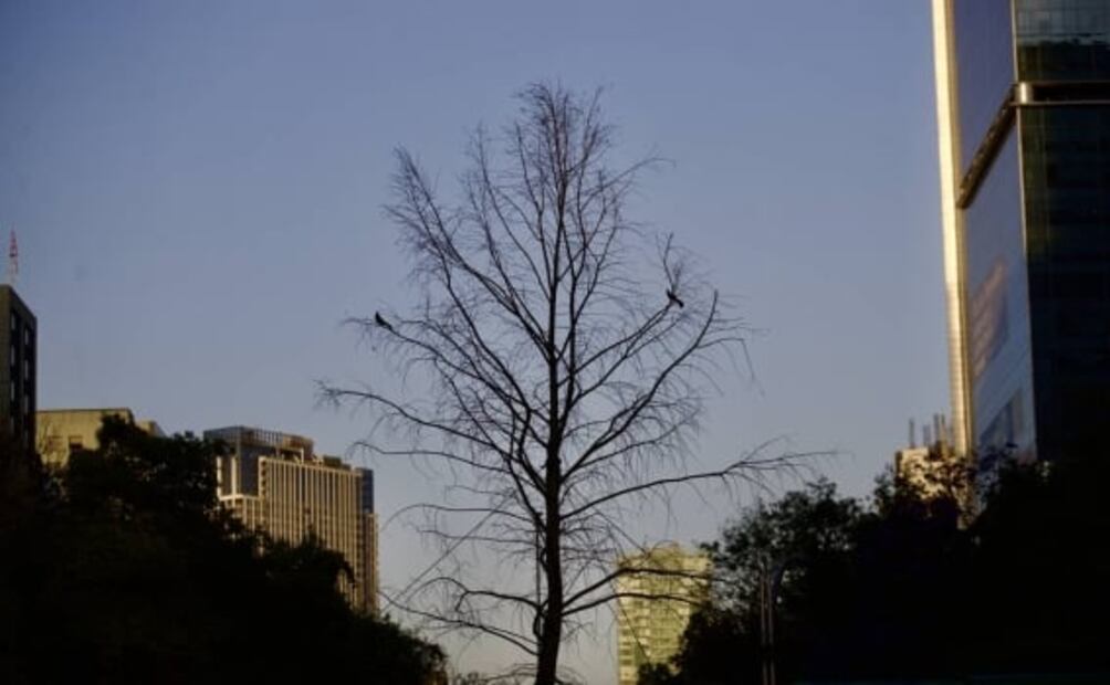  Ahuehuete de Reforma: ¿Cuántos años vive este árbol y en qué condiciones?
