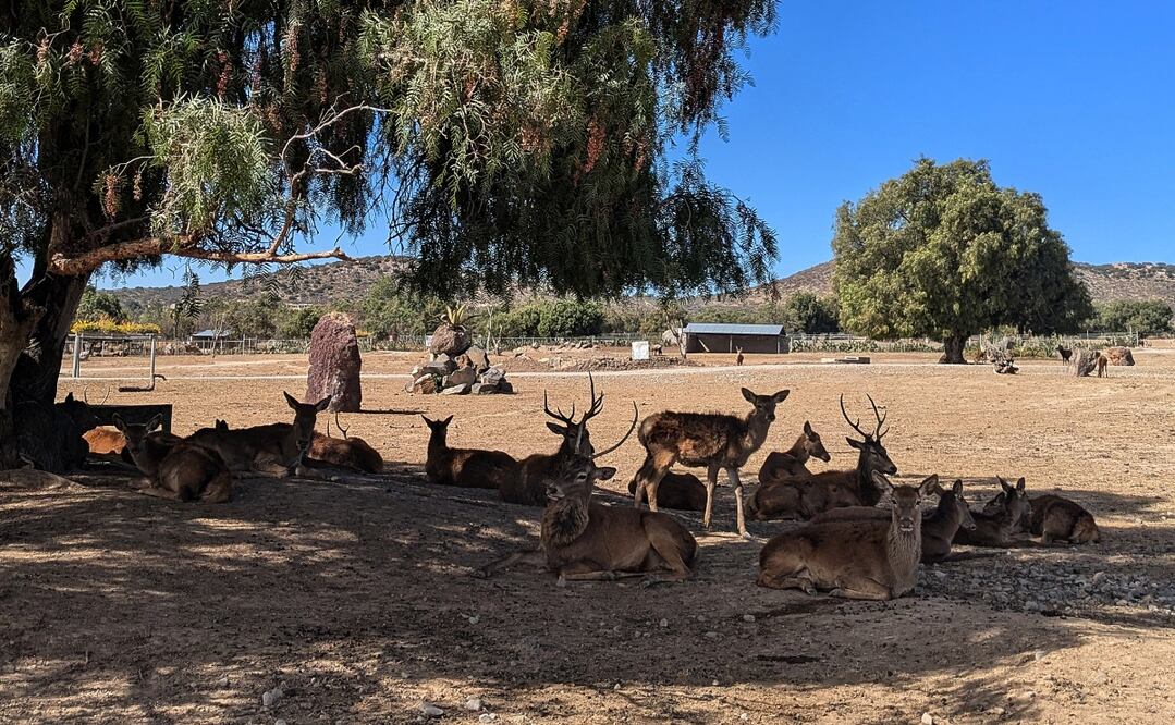 Una manada de ciervos en la reserva Tuzoofari en el municipio de Epazoyucan. Foto: EFE