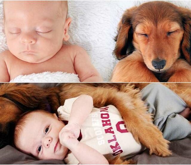 ¿Cuáles son los beneficios de tener perros para los niños?; esto dicen algunos estudios