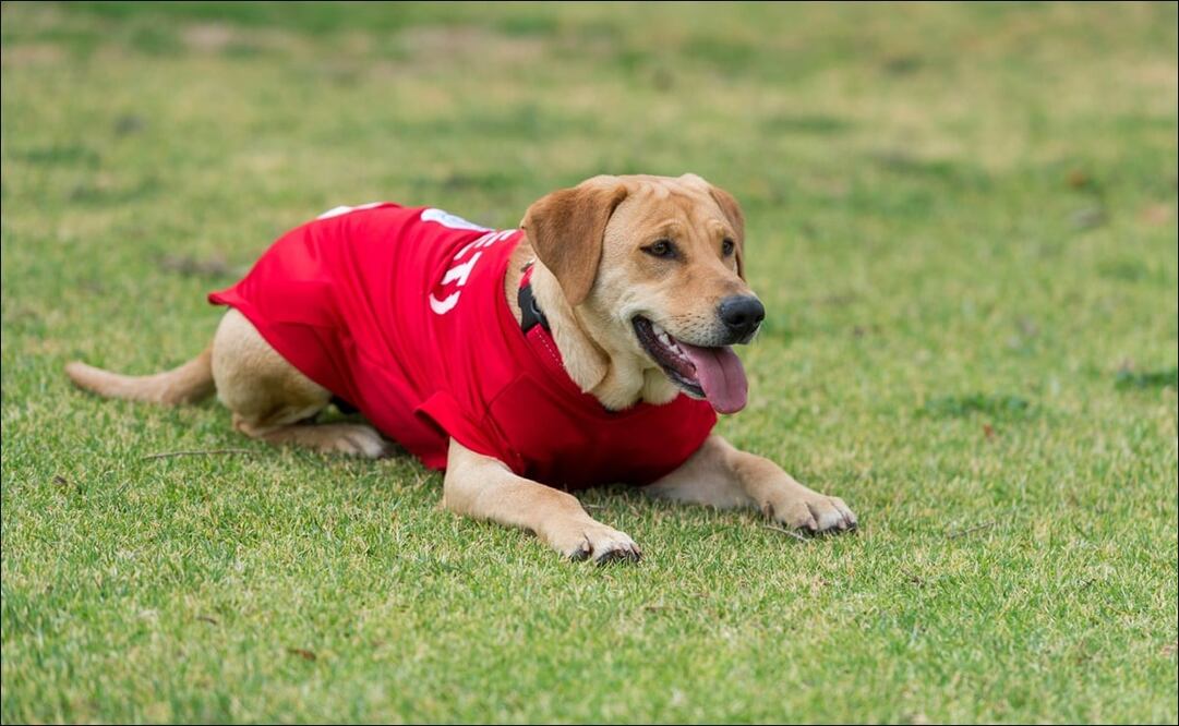 Twitter: @AtletideSanLuis