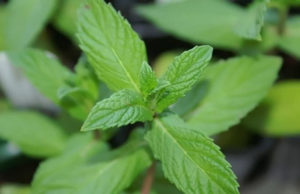 Que no te engañen: estas son las diferencias entre menta y hierbabuena
