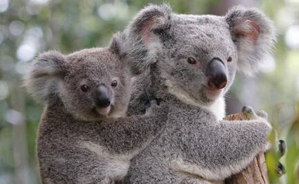 Polémica en Australia: sacrifican a 750 koalas con francotiradores; gobierno argumenta es por daños de incendios forestales