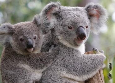 Polémica en Australia: sacrifican a 750 koalas con francotiradores; gobierno argumenta es por daños de incendios forestales
