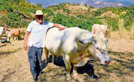 Gobierno liberará más moscas para contener al barrenador