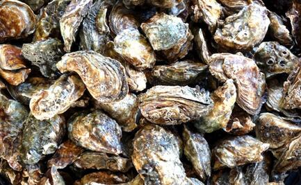 Restringen extracción y venta de moluscos en Mulegé, Baja California Sur; alertan por presencia de toxina