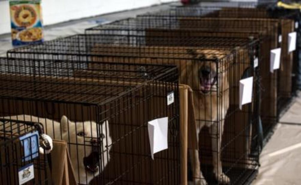 Mascotas también son evacuadas por “Florence” en EU