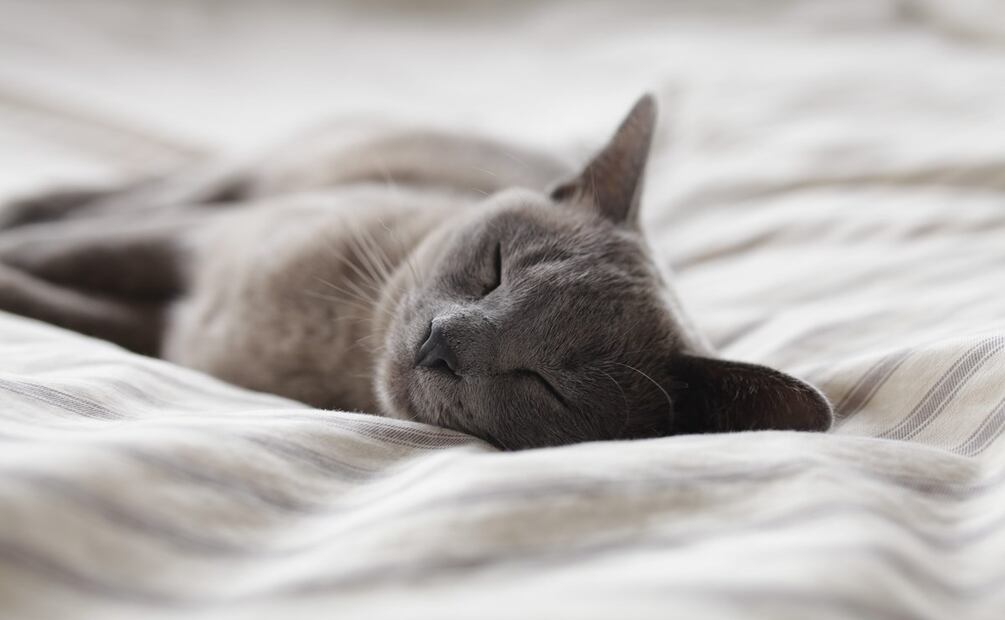 Un gran número de gatos han sido infectados por gripe aviar en Polonia, lo que tiene en alerta a la OMS. / Foto: Unsplash.