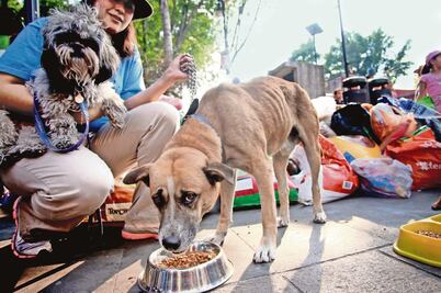Corte niega quitar IVA a alimentos de mascotas