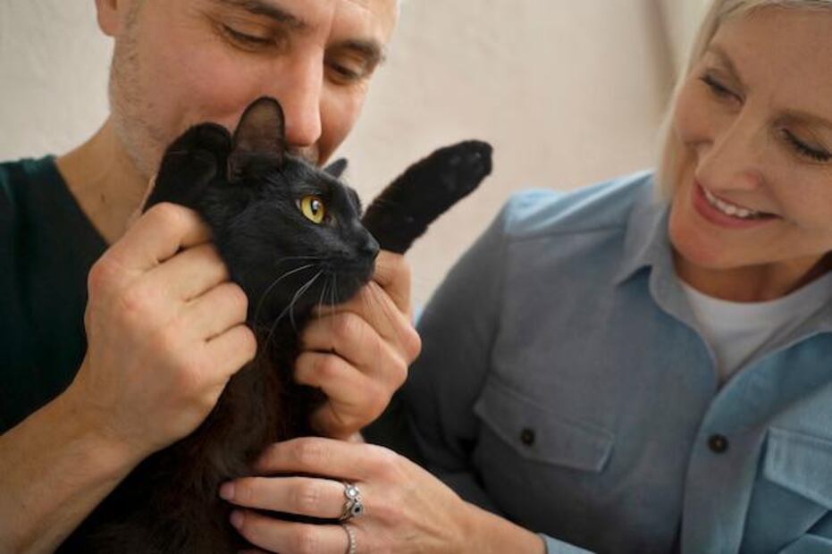 Cómo el envejecimiento de gatos y perros puede ayudar a entender mejor las enfermedades humanas. Fuente: Freepik.