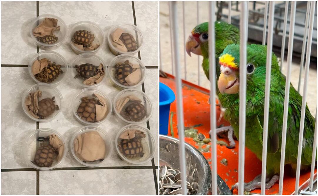 Profepa asegura 377 aves y reptiles que serían traficados en Chihuahua; no hay ningún detenido. Foto: Especiales