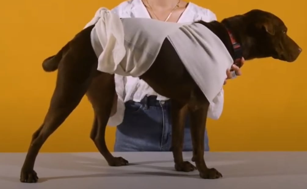 Ejemplo del método Tellington Ttouch. Foto: Captura de pantalla de Family & Caro Vet