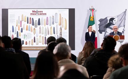 Sheinbaum reafirma defensa del maíz criollo; "protegerlo es obligatorio para todos los mexicanos", señala