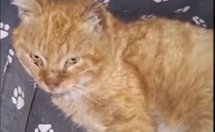 Hachiko gatuno: el gato ruso que vivió 7 años sobre la tumba de su dueño