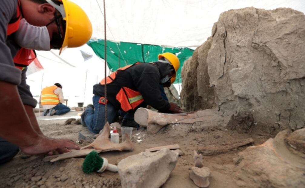 A discovery of epic proportions: Dozens of mammoth remains found in Mexico’s Santa Lucía airport