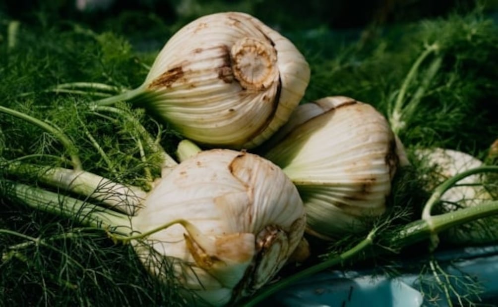Entérate de todos estos beneficios del hinojo. Foto: Pexels