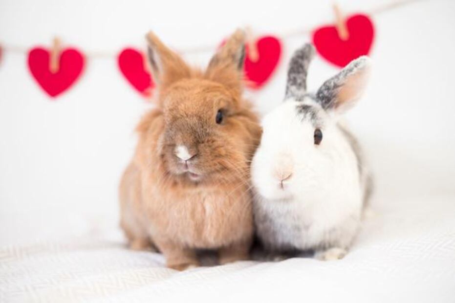 Si estás pensando en adoptar un conejo o ya tienes uno en casa, dedícale tiempo y cariño para descubrir su personalidad. Fuente: Freepik.