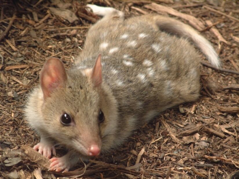 Especies poco conocidas que han sido afectadas por los incendios en Australia 