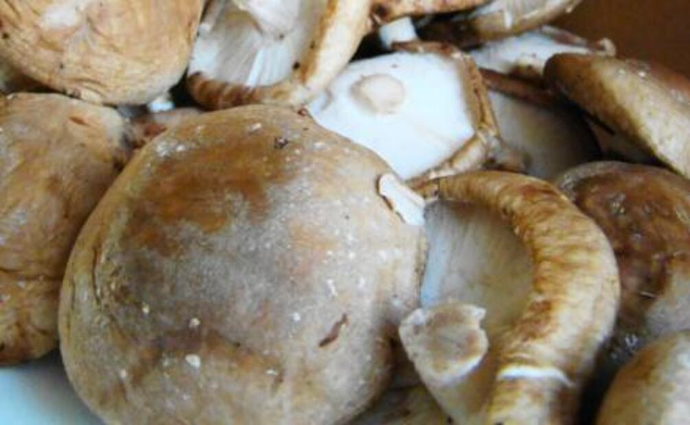 Hongos comestibles y cómo prepararlos