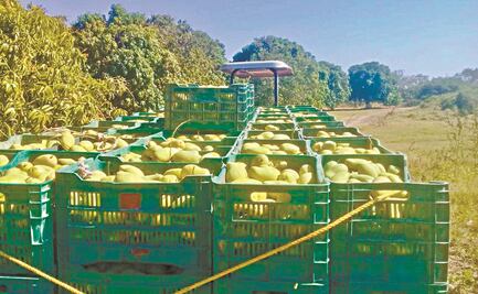 Temen cierre de fronteras al mango del Istmo