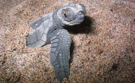 Resguardan más de 8 mil nidos de tortuga en Cancún