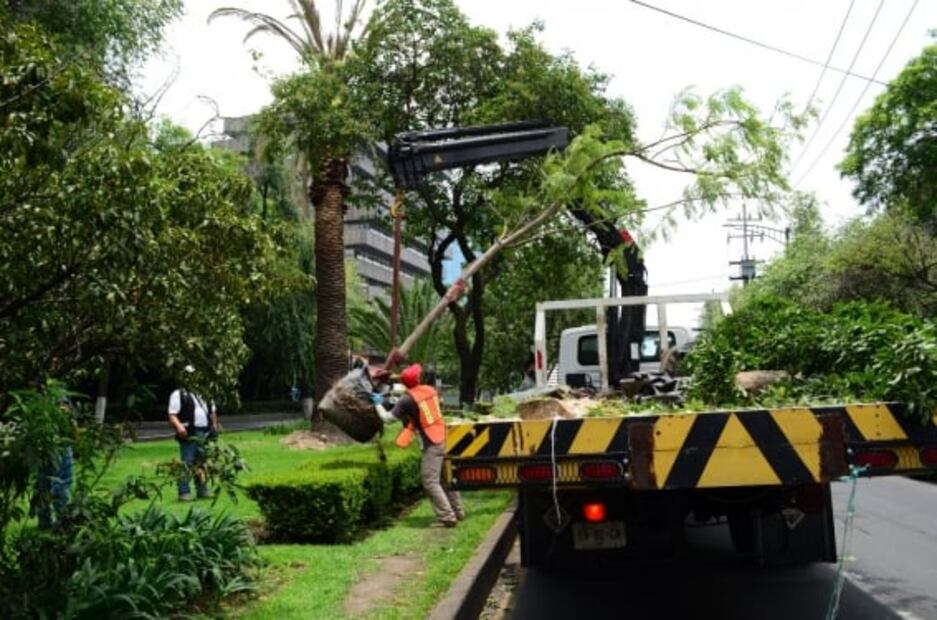Por posibles plagas reemplazan palmeras en avenida de las Palmas 