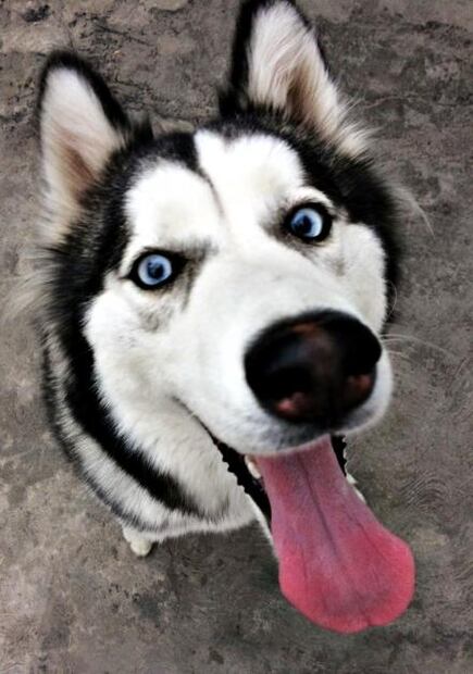 Científicos ven en tener mascotas beneficios para la salud