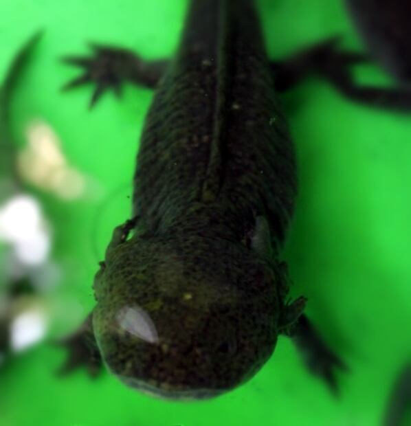 Planean abrir el primer museo del ajolote en la CDMX