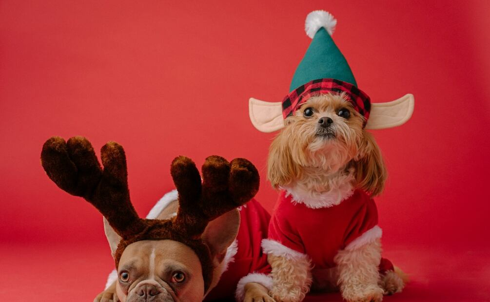 Perrito. Foto: Unsplash