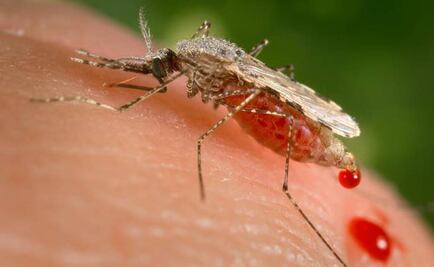 Zika aún no es un virus endémico en América Latina