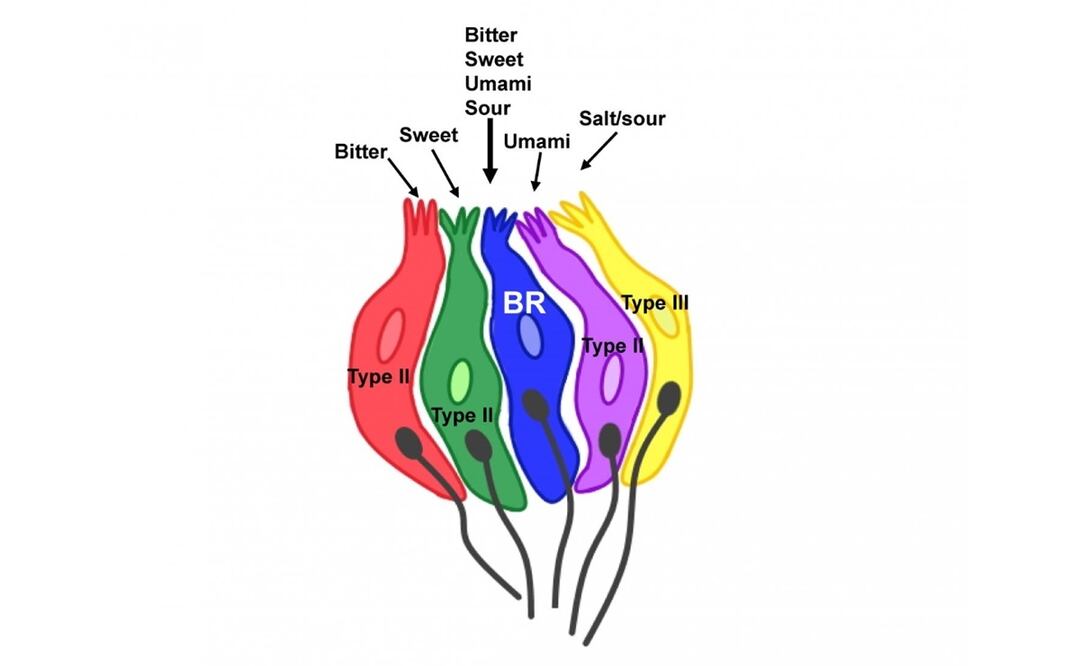 Foto: Jhanna Flora and Kathryn Medler