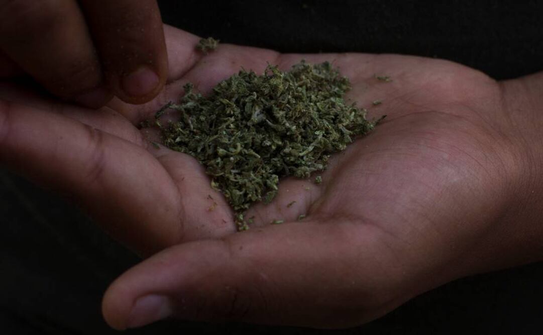 El portador se declaró adicto a la cannabis (ARCHIVO. CUARTOSCURO)