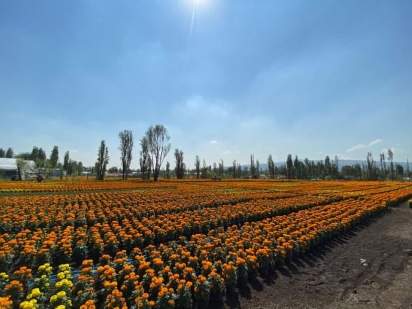 Xochimilco venderá más de 2 millones de macetas de cempasúchil en la feria de “Flores del Mictlán”