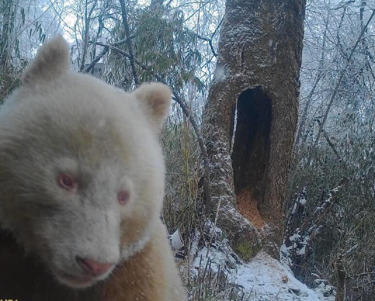 El panda blanco de la Reserva Natural Nacional de Wolong tiene ese color debido a que es albino. FOTO: CAPTURA