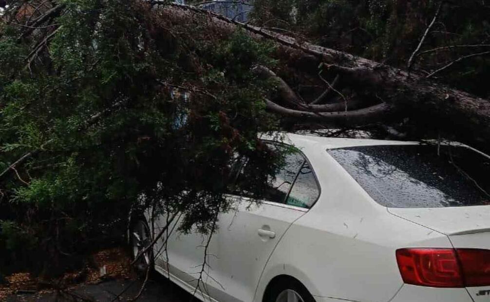 Lluvia derriba más de 15 árboles en Naucalpan. Foto: Especial