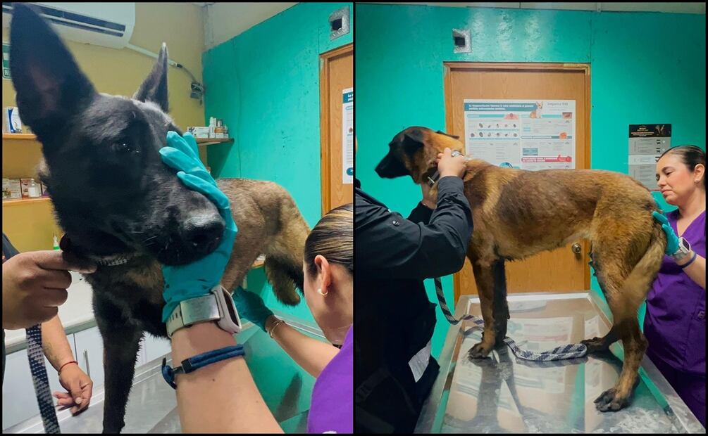 Los perros fueron trasladados a una clínica veterinaria donde se encuentran en observación. Foto: Especial