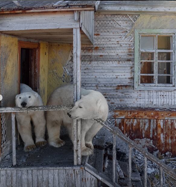 Los osos en las instalaciones del edificio abandonado. Foto: Instagram @makhorov