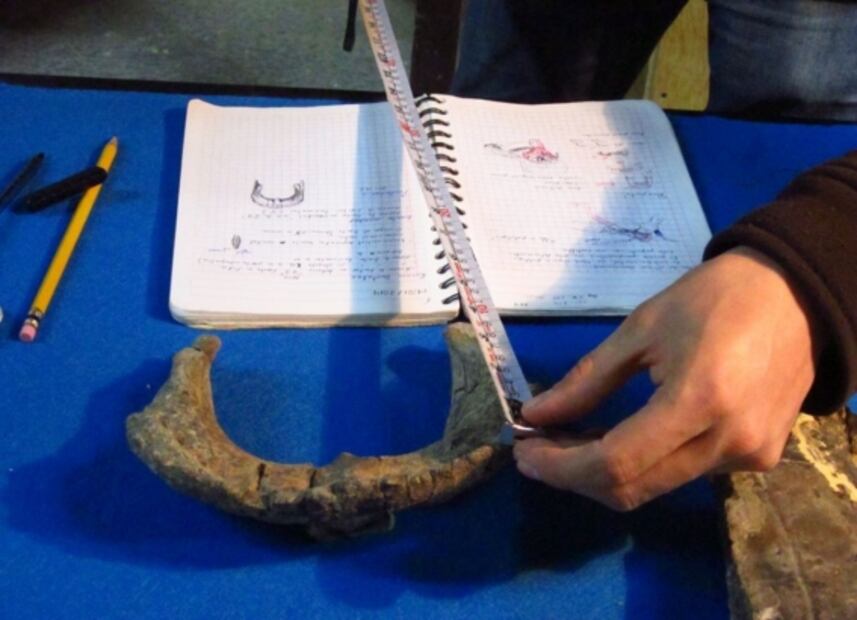 Identifican en México una nueva especie de dinosaurio que vivió hace 73 millones de años