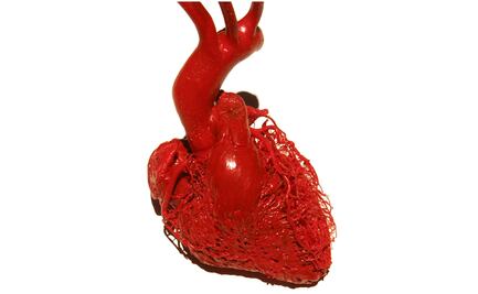 Crean el mapa celular más detallado del corazón contra enfermedades cardíacas