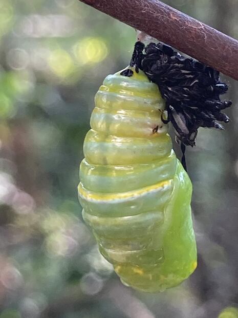 12.	Crisálida desprendiéndose de su piel de oruga. ©Omar Vidal