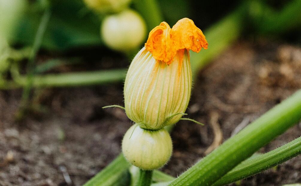 Cinco flores comestibles y sus beneficios. Foto: Pexels