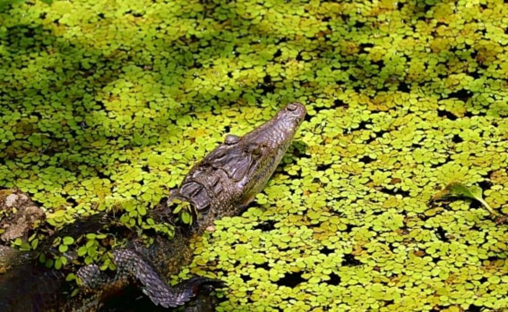 Nanciyaga: cabañas ecológicas frente a la Laguna de Catemaco