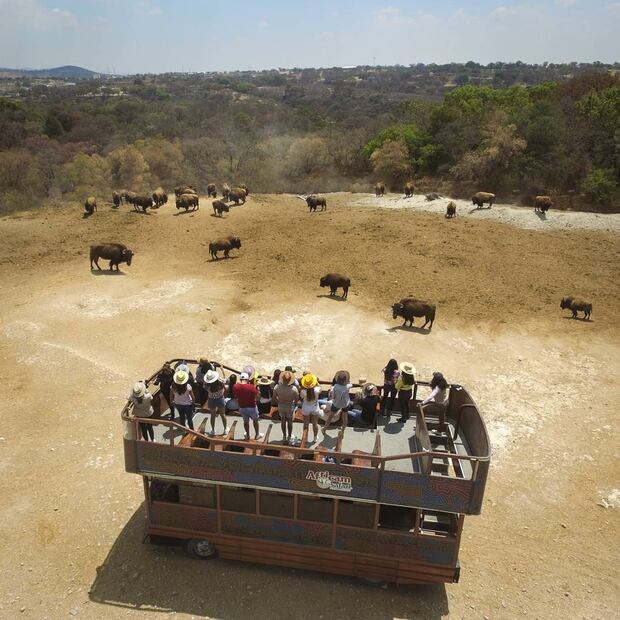 Foto: Áfricam Safari