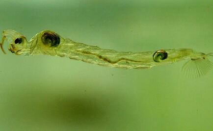 Descubren que una larva de mosca emite gases de efecto invernadero