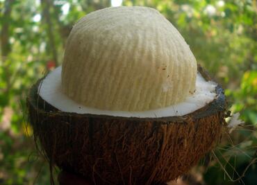 ¿Qué es la manzana de coco y dónde puedo comerla?