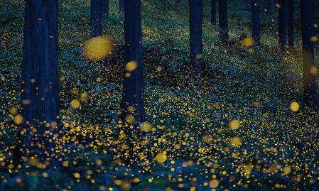 Hay otro santuario de luciérnagas, y está en Tlalpujahua