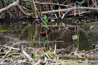 Granja camaronera afecta a manglar en San Blas, Nayarit