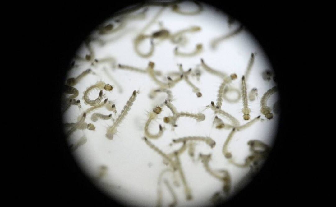 "No entendemos todavía por qué el zika en particular es tan virulento con el cerebro en desarrollo". Foto: Archivo