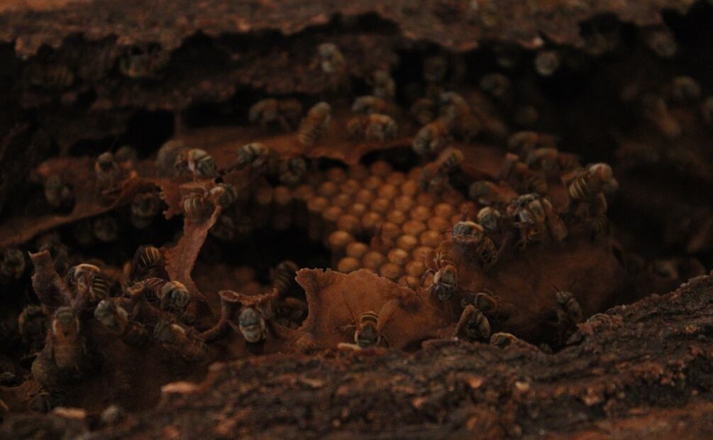 La melipona, la abeja sagrada maya.
Foto: Alan Nájera / El Universal