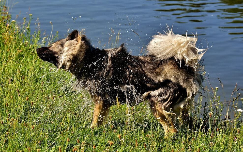 Perro mojado. Fuente: Pixabay